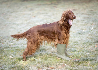 Happy dog laughing in green rubber boots