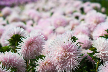 Field of pink asters