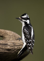 Obraz premium Female Downy Woodpecker (Picoides pubescens,