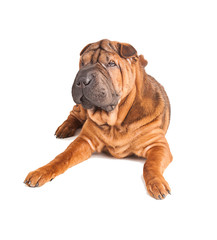 Sharpei dog isolated on white background. Studio photo.