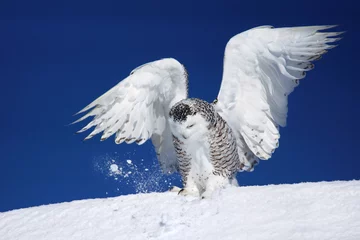 Photo sur Aluminium Hibou Snowy owl landing on snow