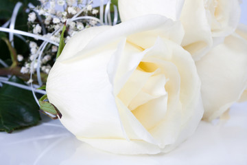 Fototapeta premium White roses