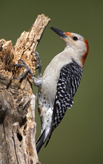 Female Red bellied Woodpecker (Melanerpes carolinus)