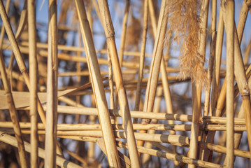 Камыш. Тростник © yuliya_mur