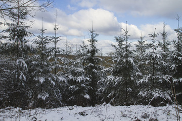 pine woods in winter