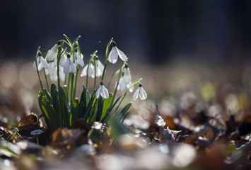 Beautiful spring flowers snowdrops