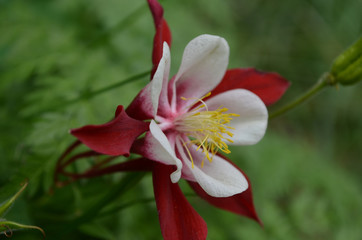 Beautiful red and white garden flower, Aquilegia