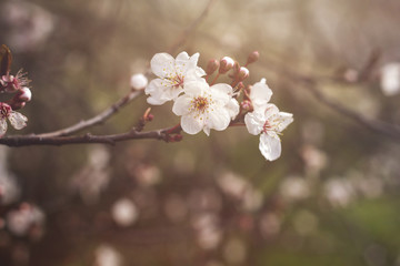 cherry blossom
