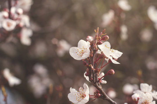 cherry tree flowers blooming in springtime