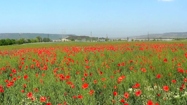 Meadow with red poppies, Crimea, Ukraine