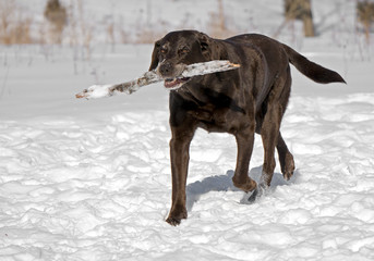 Chocolate Labrador Retriever in snow