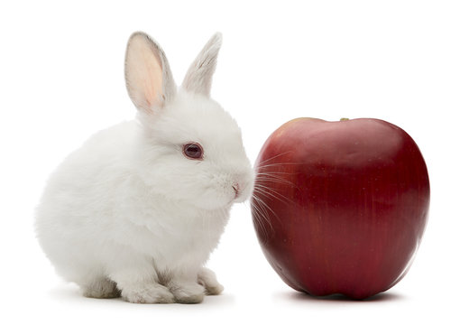 Studio shot of a white baby rabbit with apple isolated 
