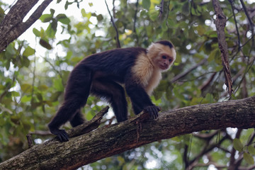 White faced monkey in branches.