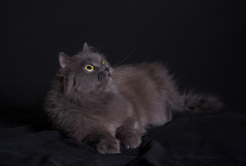 Crossbreed of siberian and persian cat lying on dark background and looking up