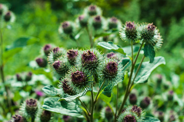 Arctium lappa. Greater Burdock. Edible Burdock.