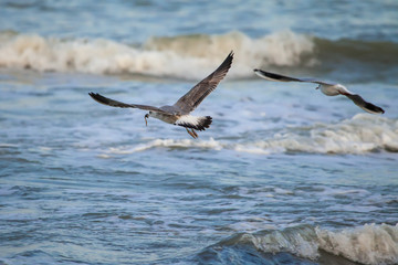 Gabbiano vola con un verme nel becco sopra il mare in tempesta