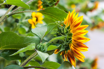 Sunflower in the garden