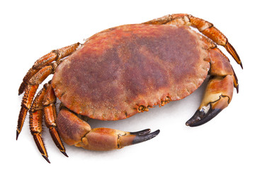 crab isolated on white background
