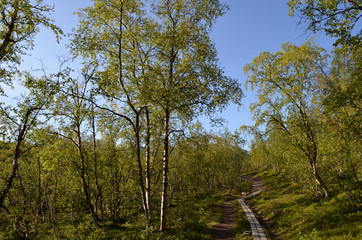 Hiking trail with wooden walkway in subarctic birch forest in summer, Swedish Lapland