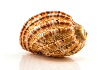 Seashell on the white background. Isolated