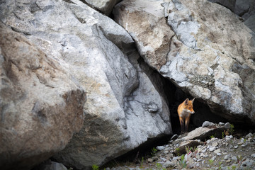 Red fox in quarry