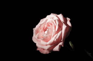 Roses on the black background