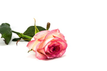 Valentine rose on the white background