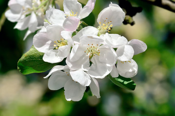 Apple flowers closeup
