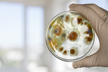 Petri.