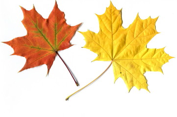 Maple leaf on the white background. Autumn herbarium