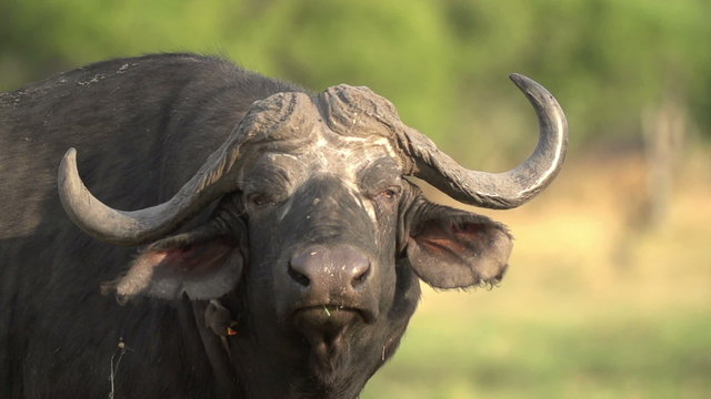 Slow motion of buffalo bull looking at camera and flapping ears