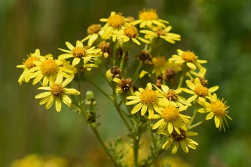 Wild flowers 