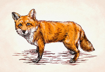Obraz premium engrave ink draw fox illustration