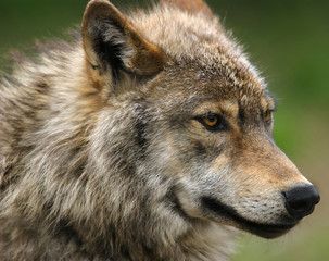 Gray Wolf head shot .