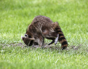 Injured Raccoon (Procyon lotor)