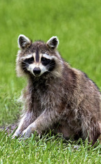 Injured Raccoon (Procyon lotor)