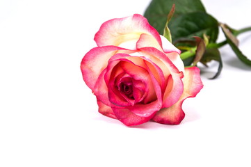 Pink roses on the white background