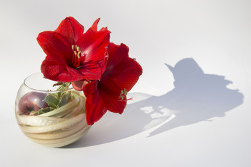 fleur Amaryllis
