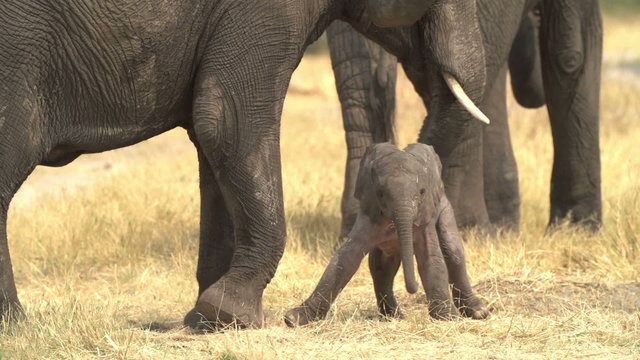 Incredible footage of newly born baby elephant being helped to stand by its mother