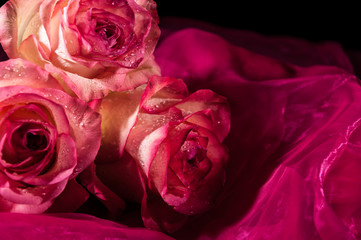Pink roses on the black background