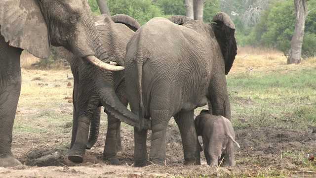 Newly born elephant baby struggling to its feet and attempting to suckle from mother