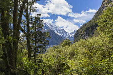 Fototapeta na wymiar Walkway the jungle in Milford sound ,New Zealand