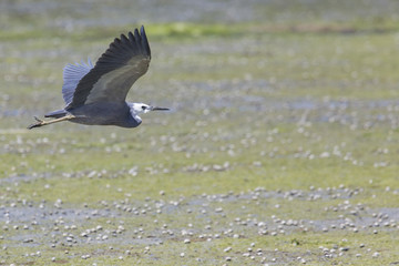 Great blue heron flying