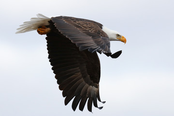 Bald Eagle in Flight