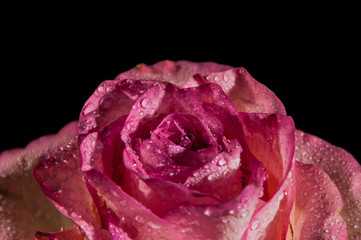 Pink rose on the black background