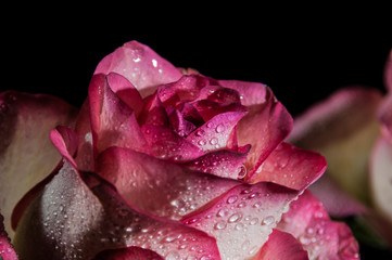 Pink rose closeup on the black background