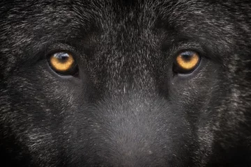 Cercles muraux Loup Loup noir