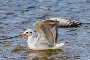 Close up view of seagull