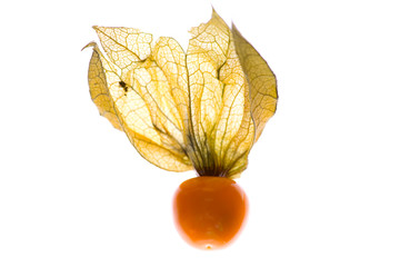Physalis