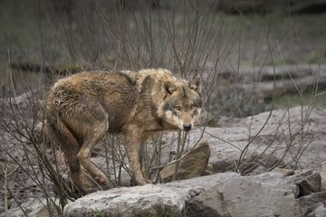 Loup gris